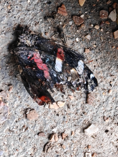 Red Admiral
