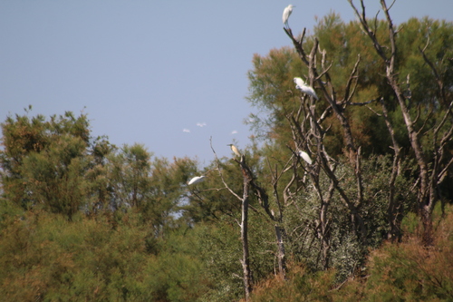Squacco Heron