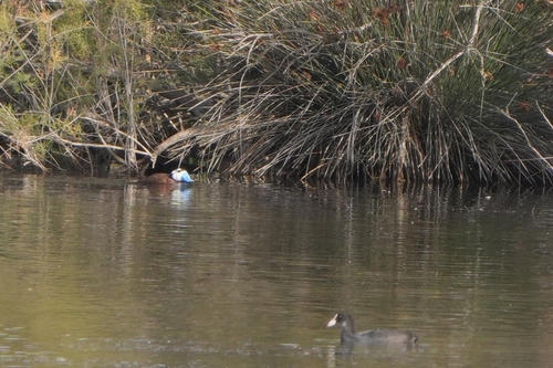 White-headed Duck