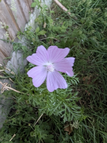 musk mallow