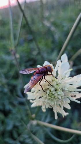 Hornet Mimic Hover Fly
