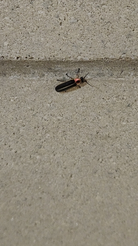 Common Eastern Firefly
