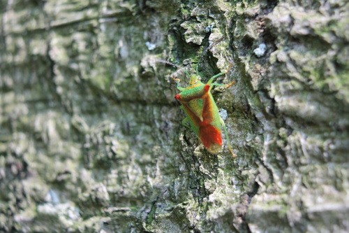 Hawthorn Shield Bug