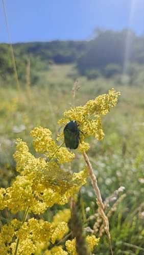 European Rose Chafer