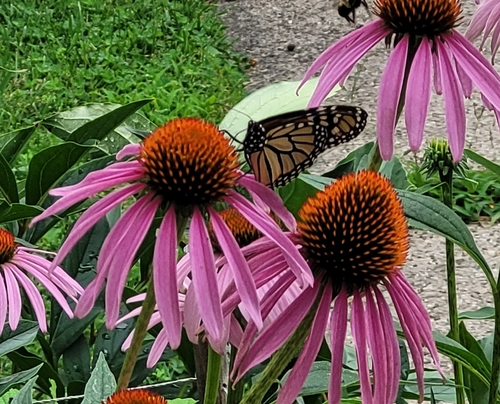 Monarch