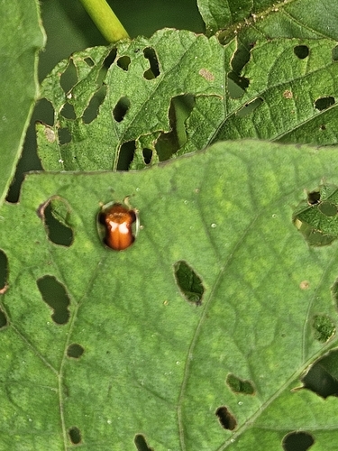 Small Tortoise Beetle