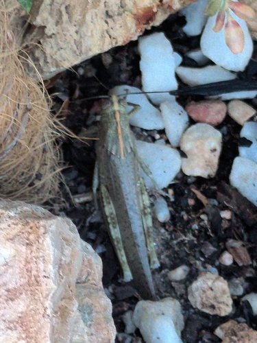 Egyptian Bird Grasshopper