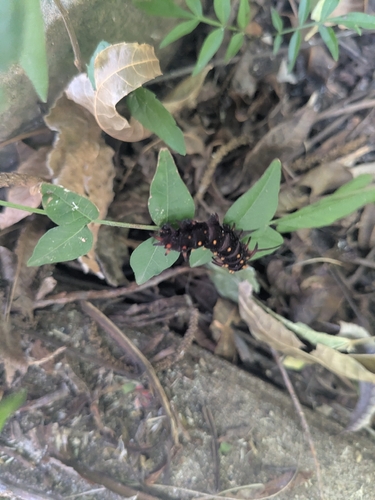 Pipevine Swallowtail