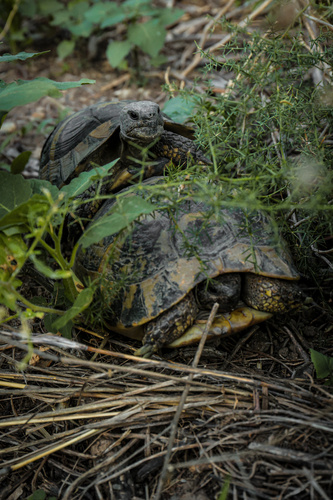Boettger's Tortoise