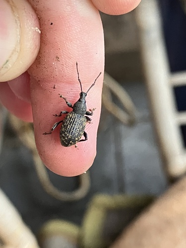 Black Vine Weevil