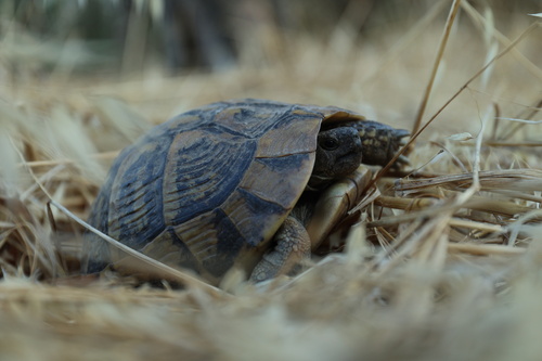 Boettger's Tortoise