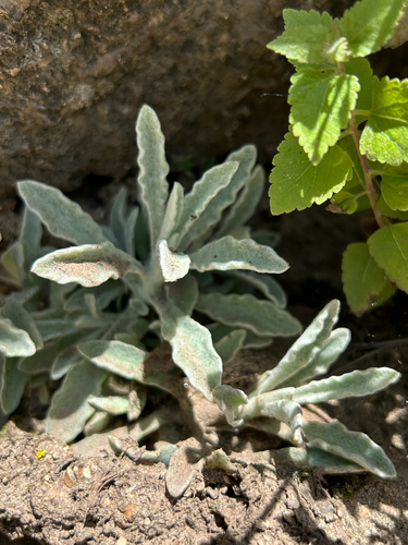 Wright's cudweed