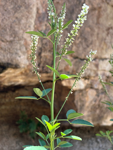 White Sweetclover