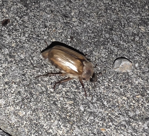 Summer Chafer