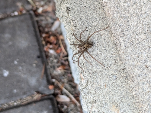 Giant House Spider