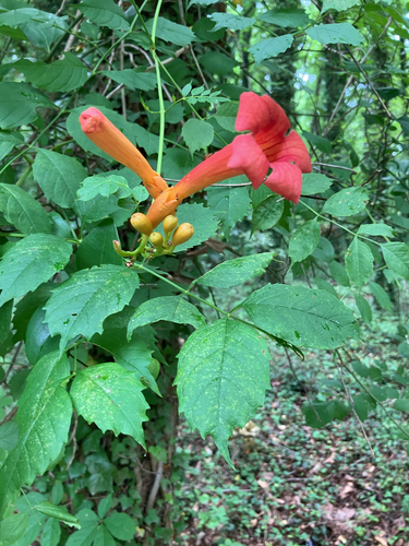 American trumpet vine