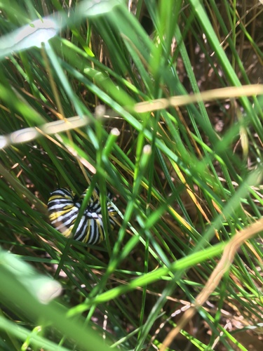 Monarch