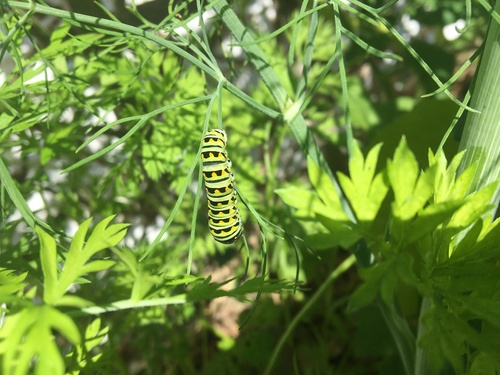 Black Swallowtail