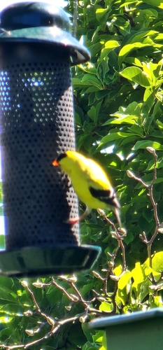 American Goldfinch