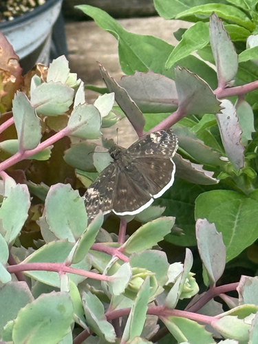 Funereal Duskywing