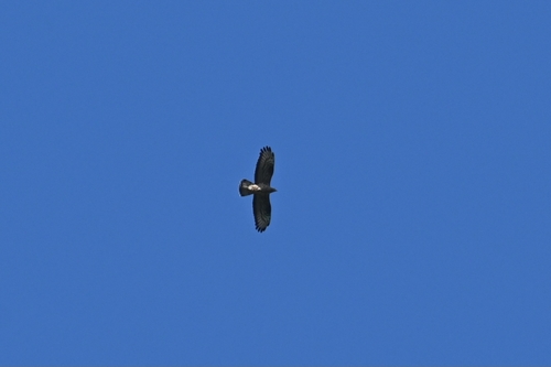 European Honey-buzzard