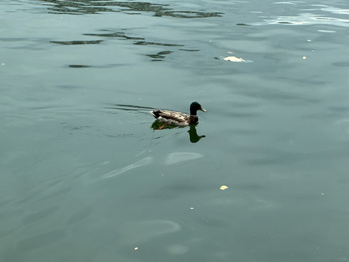 Mallard
