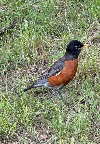American Robin