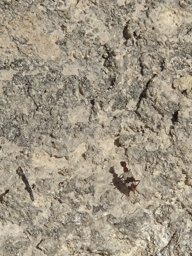Pleuropasta reticulata