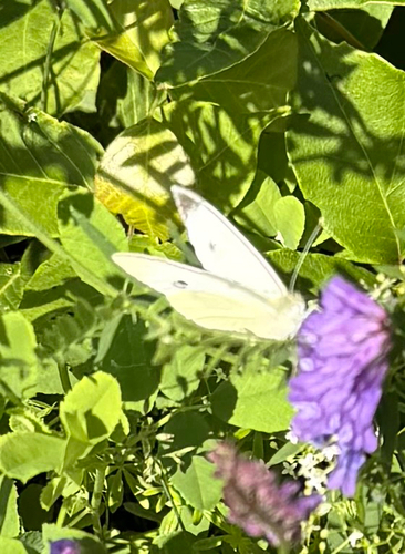 Small White