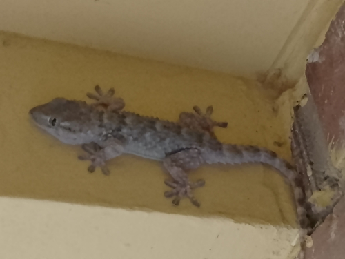 Moorish Gecko