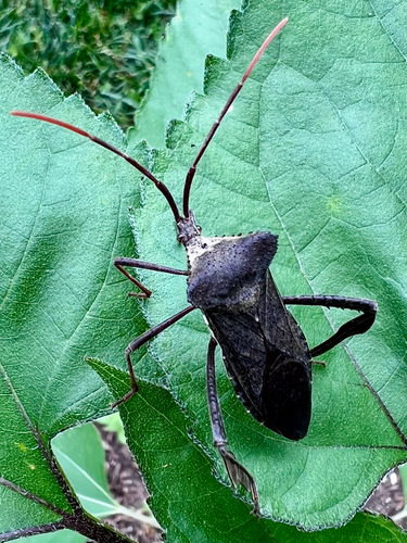 Giant leaf-footed bug