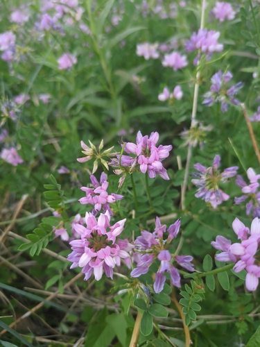 purple crownvetch