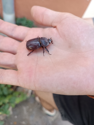 Iberian rhinoceros beetle