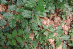 European beech