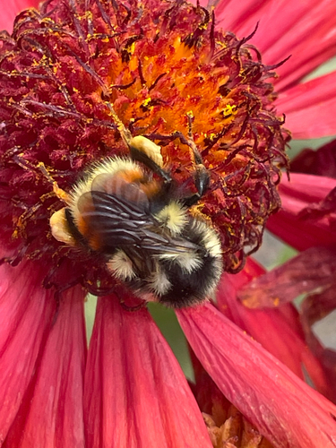 Vancouver Island Bumble Bee