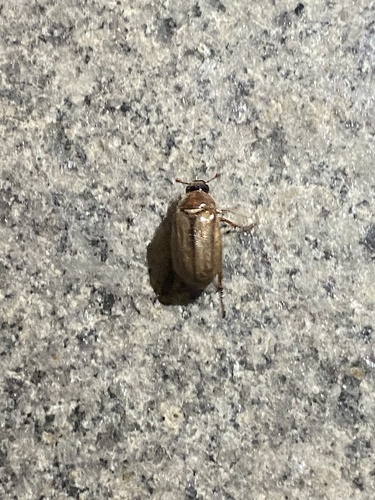 Summer Chafer