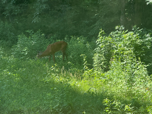 White-tailed Deer