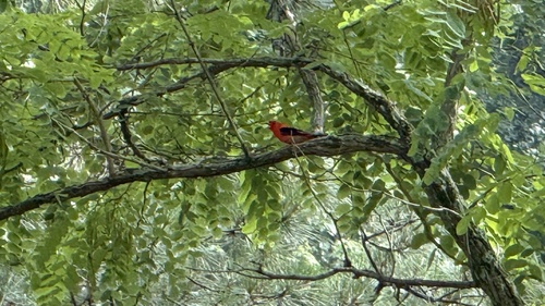 Scarlet Tanager