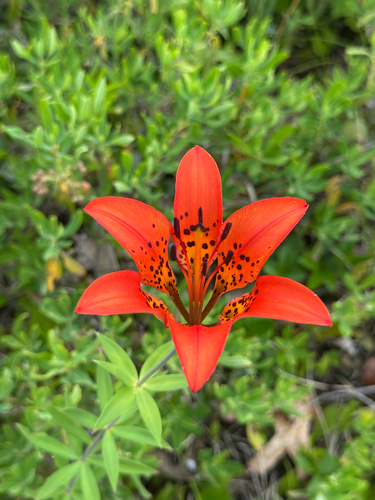 Wood Lily