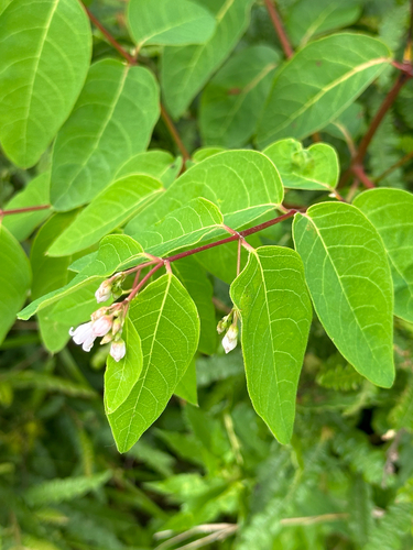 spreading dogbane