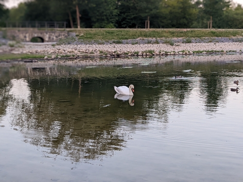 Mute Swan