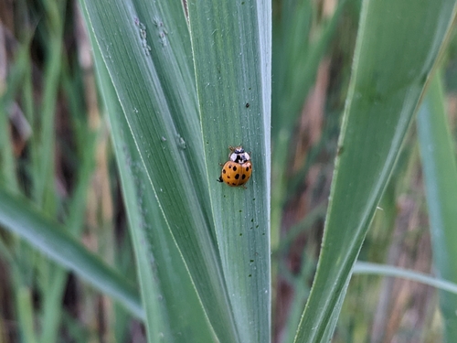 Asian Lady Beetle