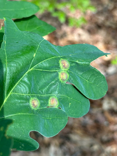 Oak Wart Gall Wasp