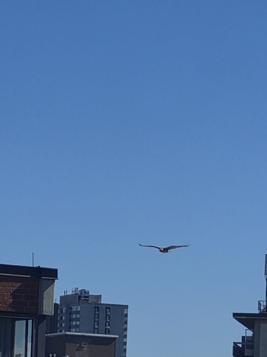 Red-tailed Hawk