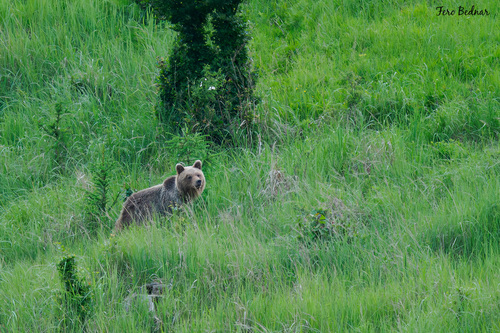 Ursus arctos arctos