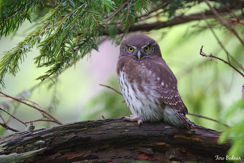 Glaucidium passerinum