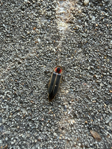 Common Eastern Firefly