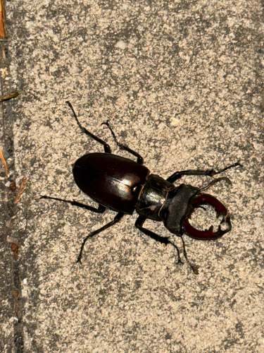 European Stag Beetle