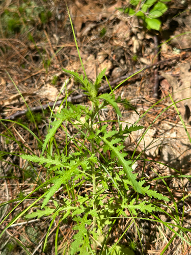 fern-leaved false foxglove