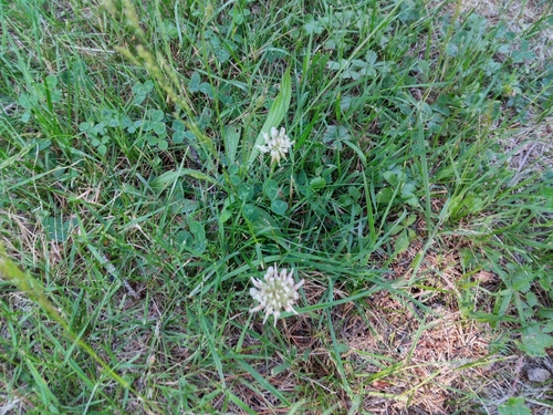 white clover